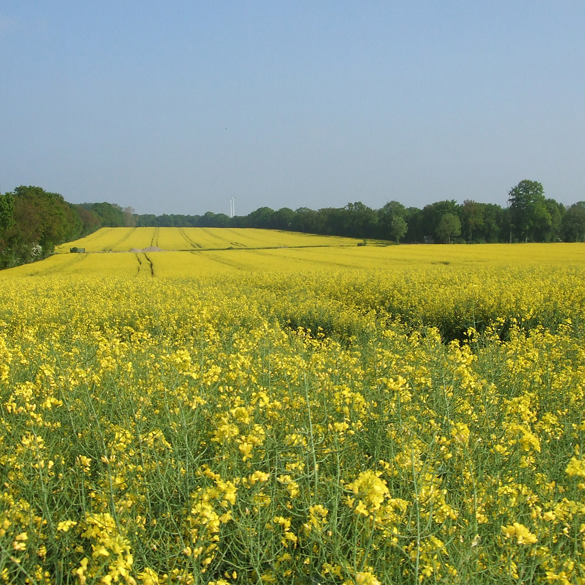 Blühendes Rapsfeld