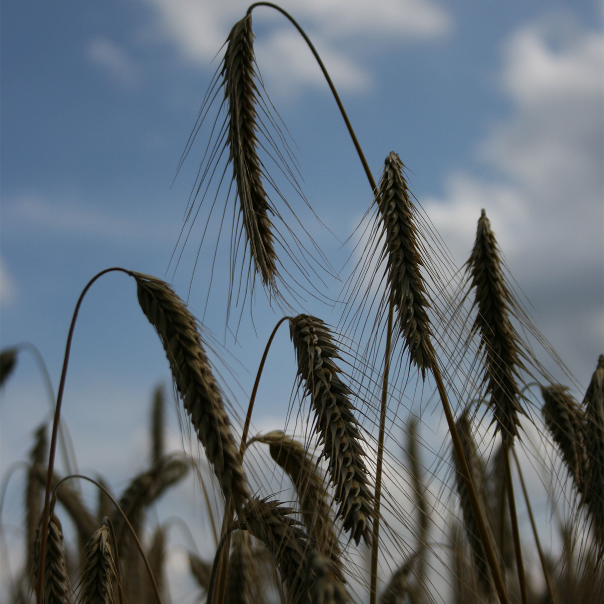 Nahaufnahme von reifer Triticale