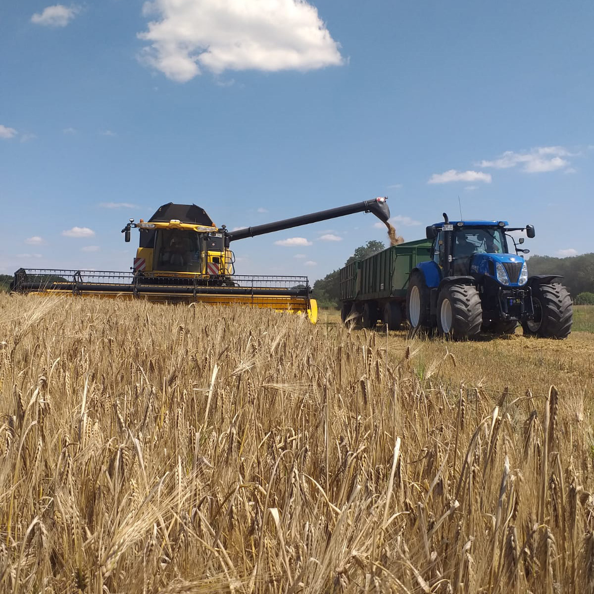 Finkenbrink_Ackerbau_Triticale_Gerste_01