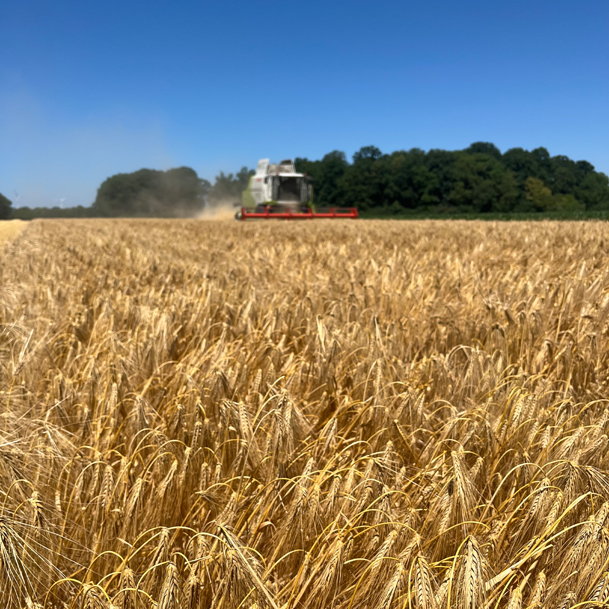 Finkenbrink_Ackerbau_Triticale_Gerste_01