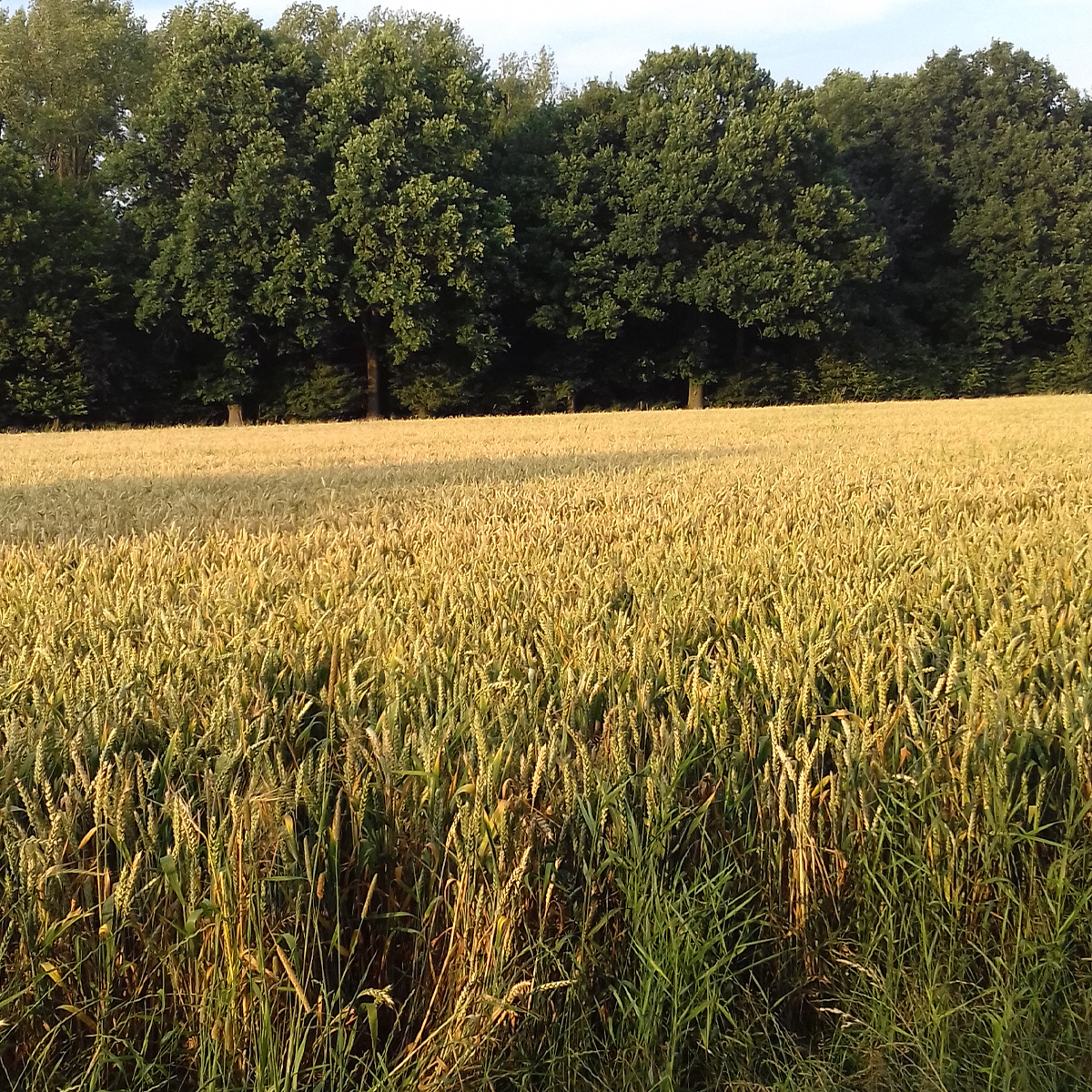 Blick über ein Weizenfeld von Finkenbrink