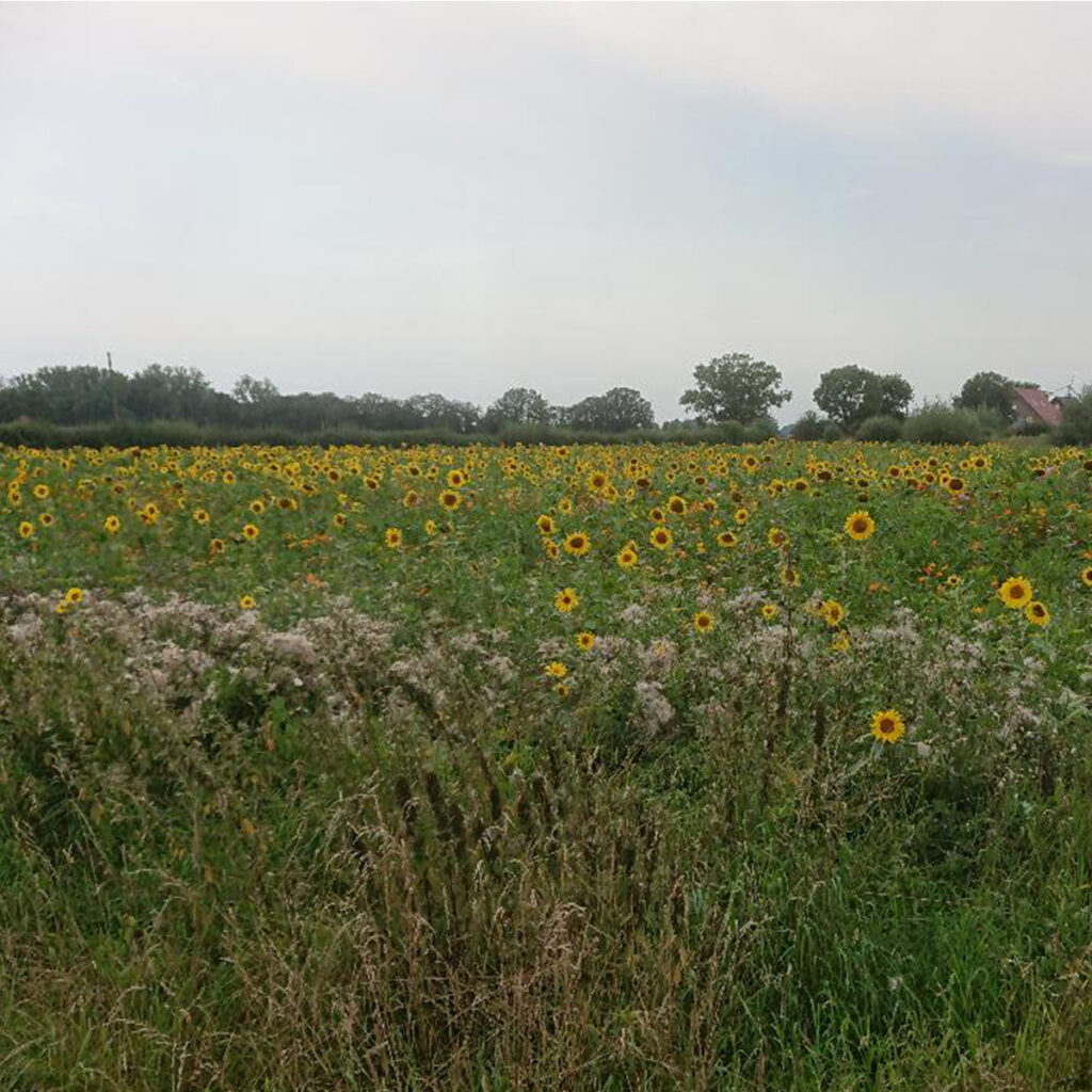 Finkenbrink Ackerbau Biodiversität