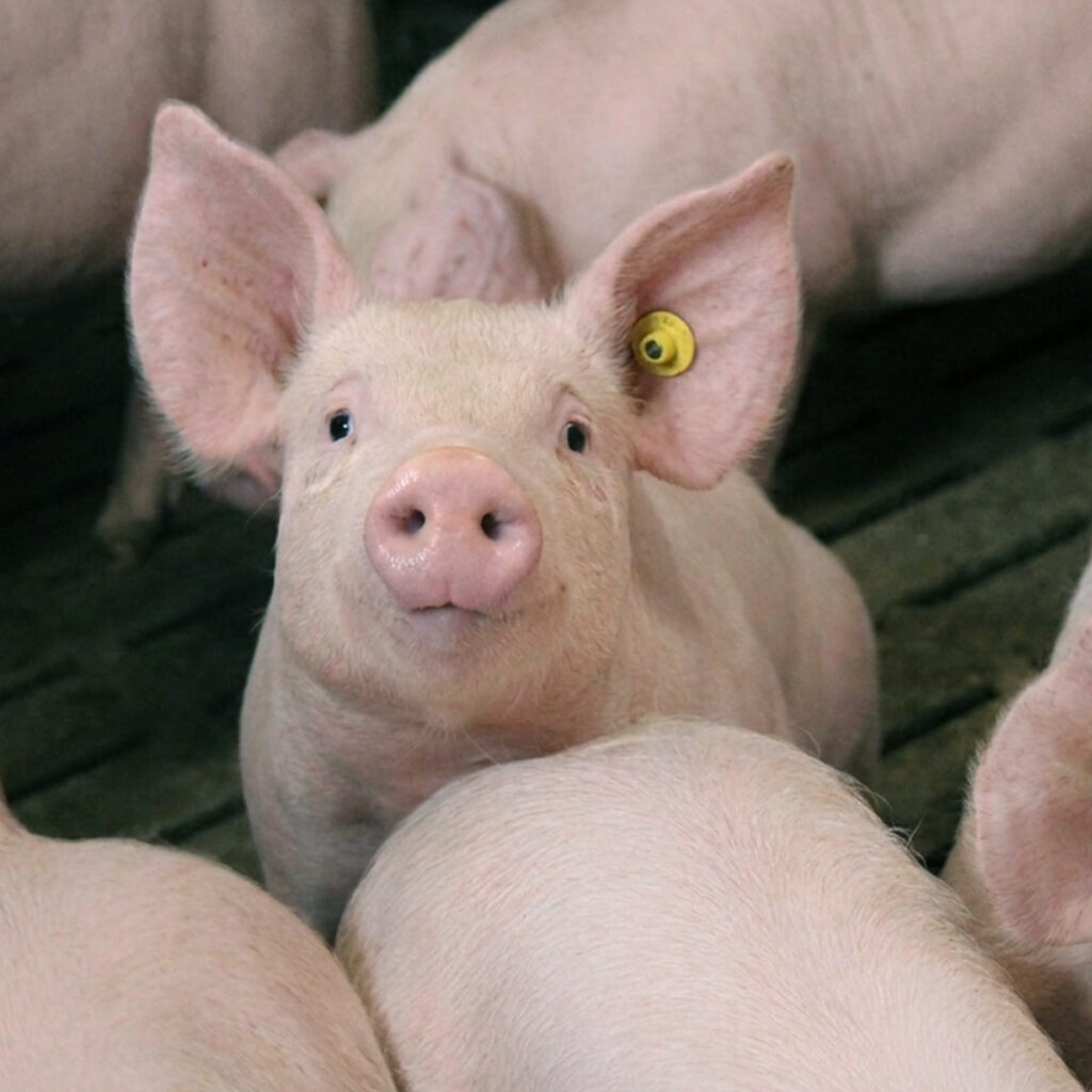 Mastschweine im Stall von Finkenbrink blicken in die Kamera