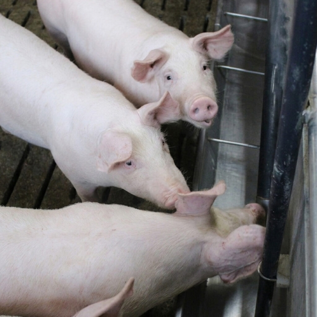 Drei Mastschweine neben einer Futterrinne