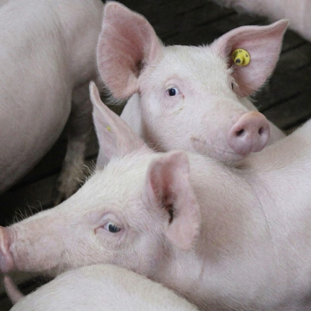 Finkenbrink-Zwei-Mastschweine-vor-der-Kamera.jpg