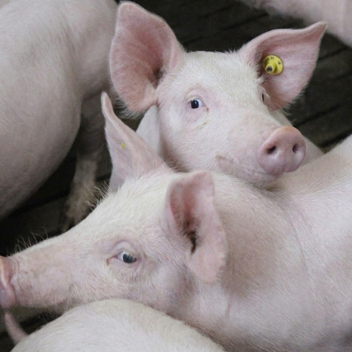 Finkenbrink-Zwei-Mastschweine-vor-der-Kamera.jpg