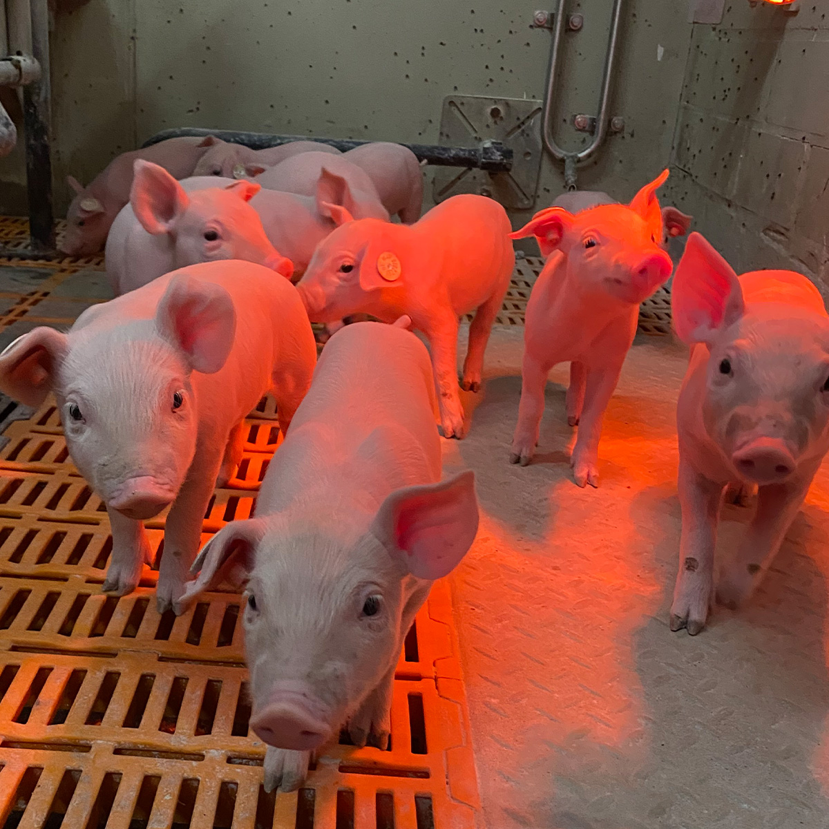 Ferkel im Stall von Finkenbrink