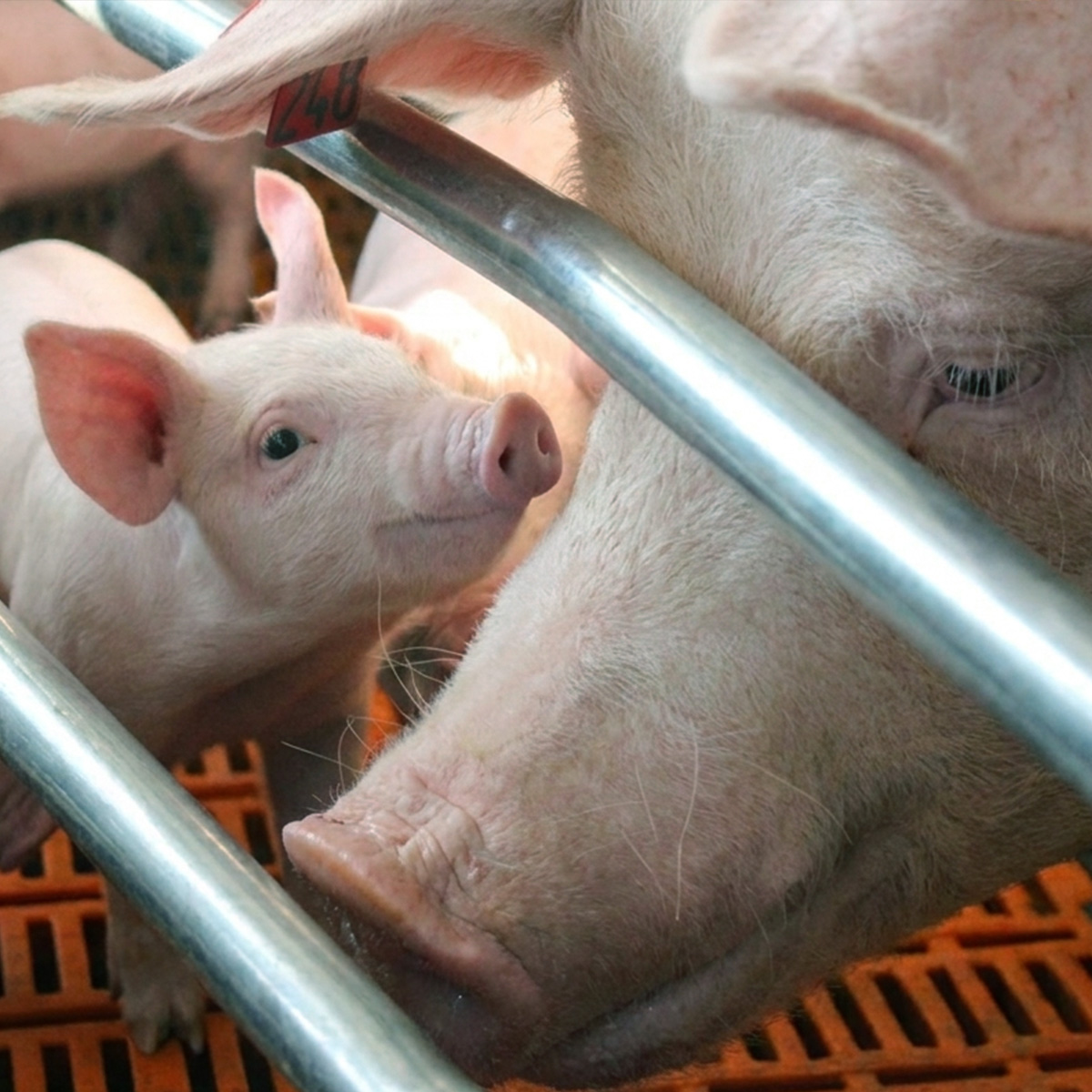 Eine Sau mit Ferkeln im Stall von Finkenbrink